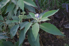 Solanum mauritianum Wooly nightshade